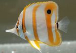 Butterflyfish Copperband