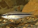 African Blackband Barb Photo and care
