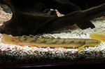 Marbled bichir Photo and care