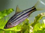 Striped Barb Photo and care