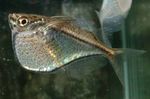 Nuotrauka Akvariumas Žuvys Hatchetfish (Carnegiella), sidabras
