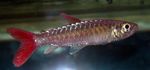 Фото Аквариумные Рыбки Хальцеус крупночешуйчатый (Розовохвостый хальцеус) (Chalceus macrolepidotus), серебристый