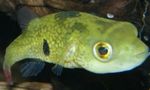 სურათი აკვარიუმის თევზი Tetraodon Cutcutia, მწვანე