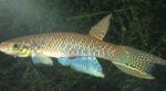 Nuotrauka Akvariumas Žuvys Aphyolebias, rudas