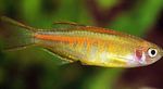 Hopra Zebrafish, Firefly