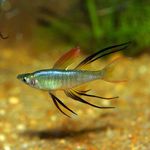 Rainbowfish Snáitheiteach