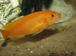 Fil Akvariefiskar Johanni Ciklid (Melanochromis johanni), Gul