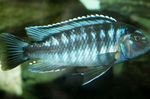foto Aquariumvissen Johanni Cichlid (Melanochromis johanni), Gestreept