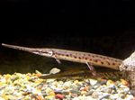 Photo Aquarium Fish Longnose gar (Lepisosteus osseus), Spotted