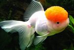 Фото Аквариумные Рыбки Золотая рыбка (Carassius auratus), белый