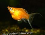 フォト 観賞魚 モリー (Poecilia sphenops), ゴールド