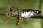 Nuotrauka Akvariumas Žuvys Brachyrhaphis, dryžuotas