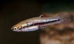Heterandria sladkovodne ribe  fotografija