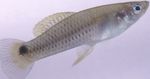 zdjęcie Ryby Akwariowe Heterandria, Srebrny