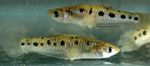 снимка Аквариумни Риби Poeciliopsis, Петнист