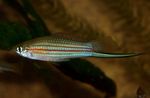 fotoğraf Akvaryum Balıkları Xiphophorus Mayae, çizgili