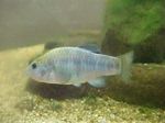 fotografie Akvarijní Ryby Cyprinodon, Světle Modrá