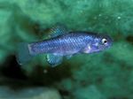 Фото Аквариумные Рыбки Ципринодон (Cyprinodon), синий
