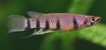Photo Aquarium Fish Epiplatys, Striped