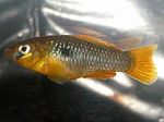 Nuotrauka Akvariumas Žuvys Garmanella Pulchra, geltonas