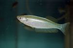 Lamprichthys slatkovodna riba  Foto