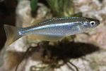 Nuotrauka Akvariumas Žuvys Lamprichthys, šviesiai mėlynas