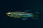 zdjęcie Ryby Akwariowe Poropanchax, Niebieski