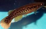 Rivulus მტკნარი თევზი  სურათი