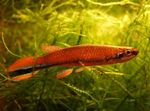 Photo Aquarium Fish Rivulus, Red