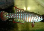 Simpsonichthys Photo and care
