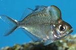 Púposfejű Glassfish