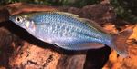 სურათი აკვარიუმის თევზი Chilatherina, ღია ლურჯი