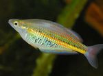 Foto Peces de Acuario Ramu Rainbowfish (Glossolepis ramuensis), Oro