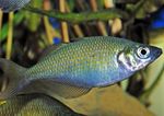 Lake Wanam Rainbow Fish,