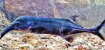 フォト 観賞魚 象の鼻の魚 (Gnathonemus, Mormyrus), グレー