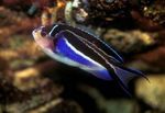 Nuotrauka Akvariumas Žuvys Genicanthus, margas