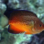 Rusty angelfish