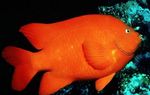 Garibaldi Damselfish  Photo agus cúram