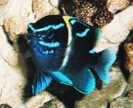 Photo Aquarium Fish Neoglyphidodon, Blue