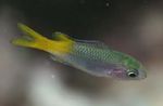 Foto Akvarij Ribe Neopomacentrus, zelena