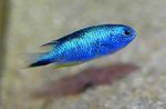 Nuotrauka Akvariumas Žuvys Pomacentrus, šviesiai mėlynas