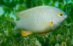 fotografija Akvarijske Ribice Stegastes, bela