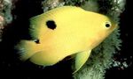 Фото Аквариумные Рыбки Стегастес (Stegastes), желтый