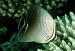 Triangular Butterfly Fish