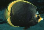 Tamsus Butterflyfish