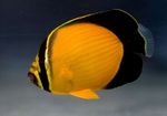 Arabský Butterflyfish