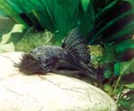 Foto Akvarij Ribe Ancistrus Dolichopterus, uočena