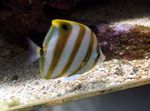 Sixspine Butterflyfish