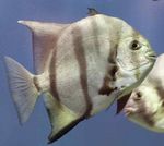 Atlantik Spadefish