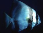Batavia Yarasa Balığı